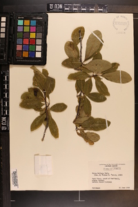 Nyssa sylvatica var. biflora image