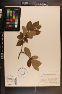 Nyssa sylvatica var. biflora image