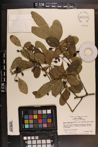 Nyssa sylvatica var. biflora image