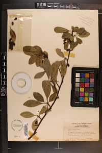 Nyssa sylvatica var. biflora image