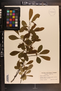 Nyssa sylvatica var. biflora image