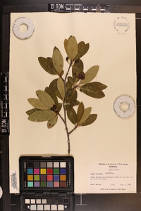 Nyssa sylvatica var. biflora image