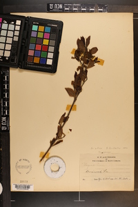 Nyssa sylvatica var. biflora image