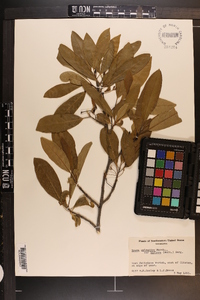 Nyssa sylvatica var. biflora image