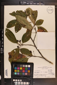 Nyssa sylvatica var. biflora image