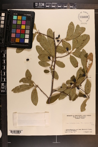 Nyssa sylvatica var. biflora image