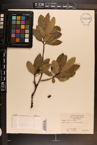 Nyssa sylvatica var. biflora image