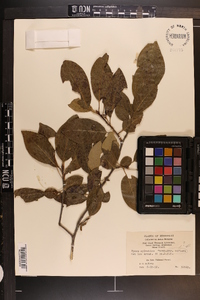 Nyssa sylvatica var. biflora image