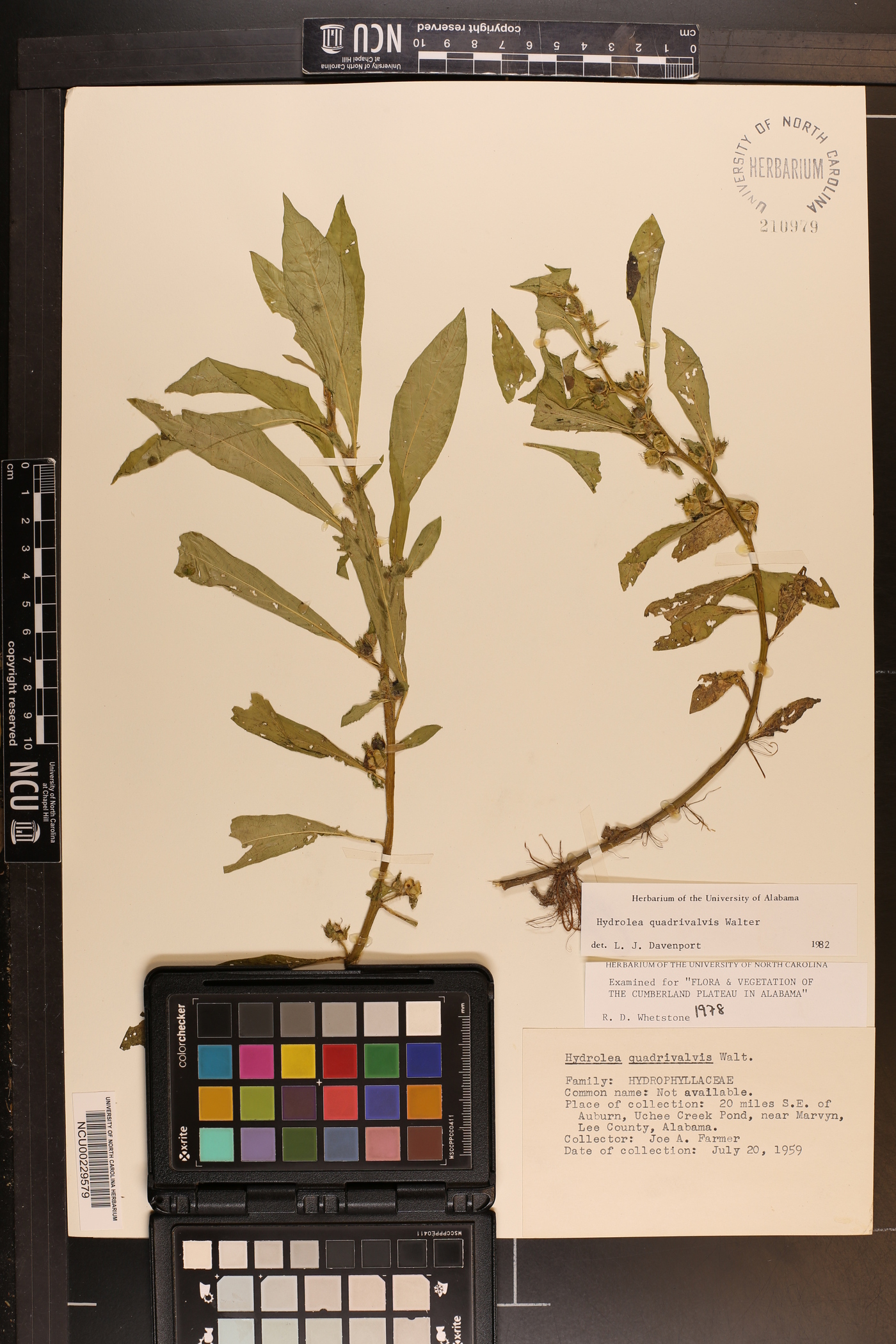 Hydrolea quadrivalvis image