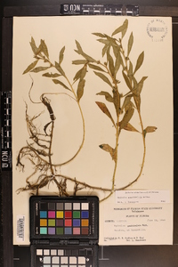 Hydrolea quadrivalvis image