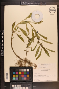 Hydrolea uniflora image