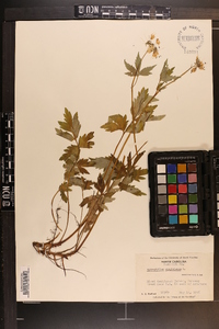 Hydrophyllum virginianum image