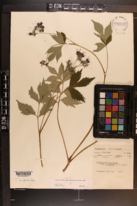 Hydrophyllum virginianum image