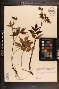 Hydrophyllum virginianum image