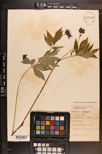 Hydrophyllum virginianum var. atranthum image