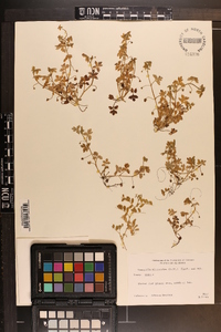 Nemophila microcalyx image