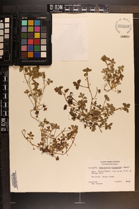 Nemophila microcalyx image