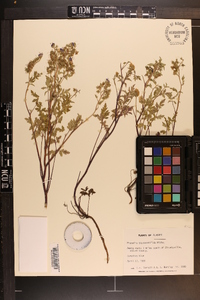 Phacelia bipinnatifida image