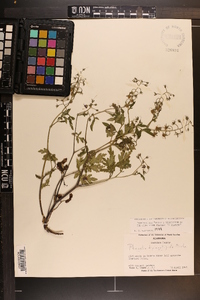 Phacelia bipinnatifida image