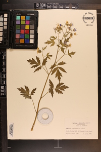 Phacelia bipinnatifida image