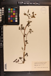 Phacelia bipinnatifida image