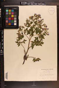 Phacelia bipinnatifida image