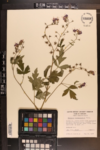 Phacelia bipinnatifida image