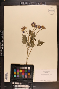 Phacelia bipinnatifida image