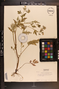 Phacelia bipinnatifida image