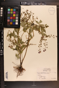 Phacelia bipinnatifida image