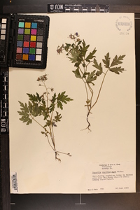 Phacelia bipinnatifida image