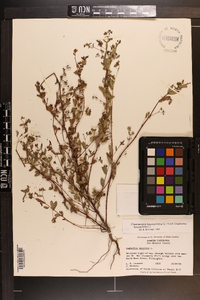 Chamaesyce hyssopifolia image