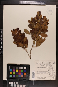 Eugenia foetida image