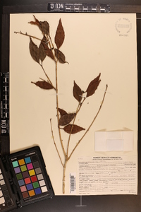 Eugenia axillaris image