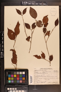 Eugenia axillaris image