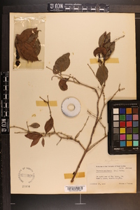 Eugenia axillaris image