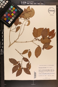 Eugenia axillaris image