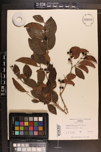 Eugenia axillaris image