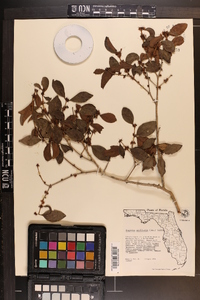 Eugenia axillaris image