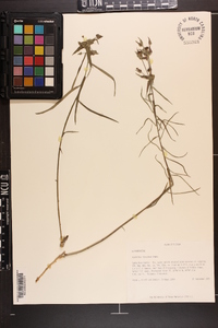 Euphorbia floridana image