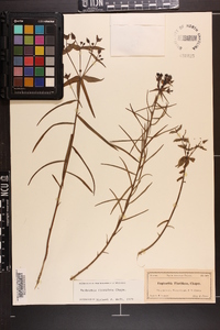 Euphorbia floridana image
