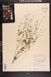Euphorbia exserta image
