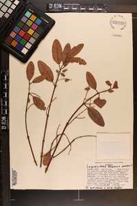 Laguncularia racemosa image