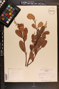 Laguncularia racemosa image