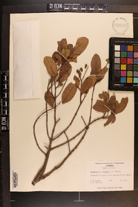 Laguncularia racemosa image