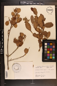 Laguncularia racemosa image