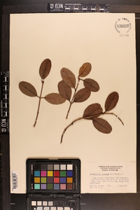 Laguncularia racemosa image