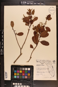 Laguncularia racemosa image