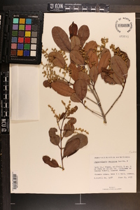 Laguncularia racemosa image