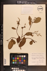 Laguncularia racemosa image